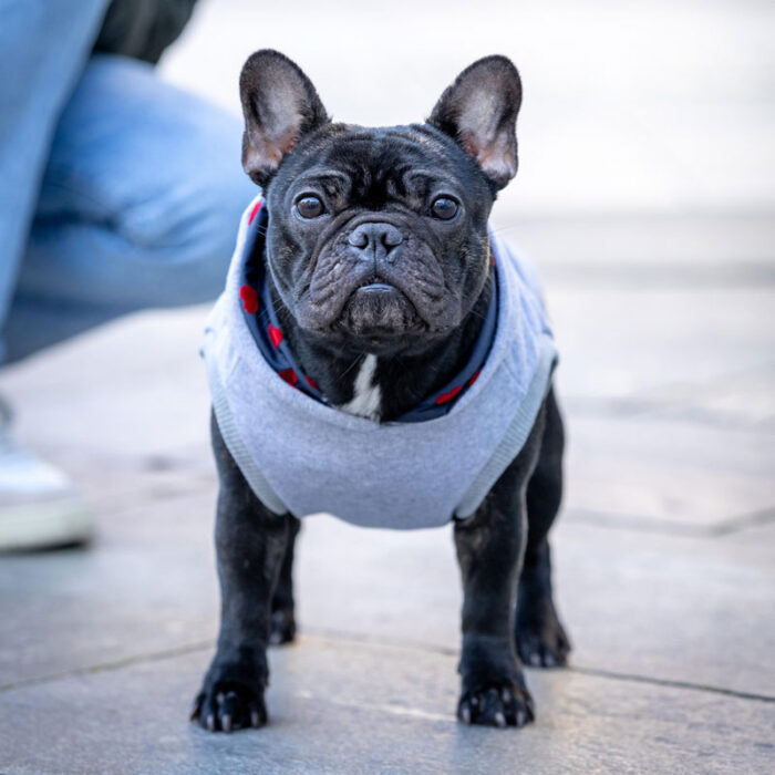 Felpa in cotone con cappuccio per cani - immagine 5