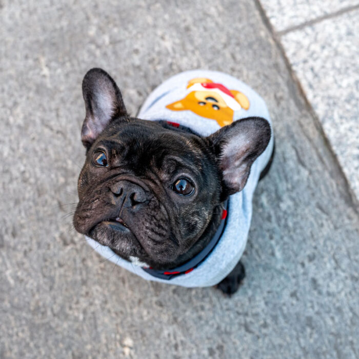 Felpa in cotone con cappuccio per cani - immagine 3